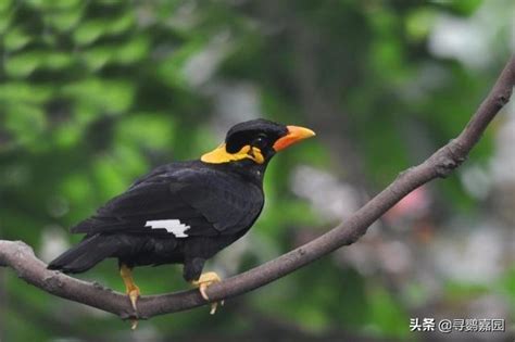 喜鵲 飼養|【喜鵲 飼養】驚！喜鵲飼養術大公開：讓你養出乖巧不拆家的貼。